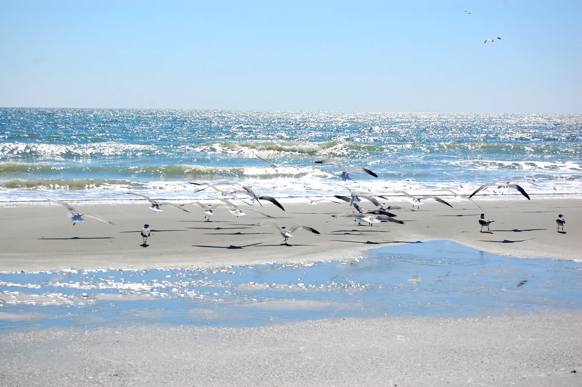 A tranquil stretch of shoreline with gentle waves lapping at reflective wet sand. Seagulls soar in the sky, and the setting is peaceful, ideal for daily strolls and quiet moments by the ocean, with the horizon bathed in gentle light.